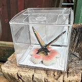 Little Critterz Butterfly Miniature Porcelain Figurine