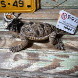 Safari Ltd Texas Horned Toad