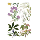Iron Orchid Designs IOD Sarah Featon’s Botanicals Rub On Transfer Pad 8 Pages 8” x 12”