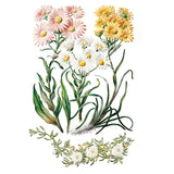 Iron Orchid Designs IOD Sarah Featon’s Botanicals Rub On Transfer Pad 8 Pages 8” x 12”