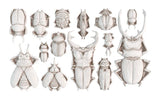 Iron Orchid Designs IOD Specimens Mould 6” x 10” Insect Beetle Mold New