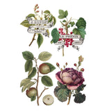 Iron Orchid Designs Clementine Rub On Transfer Pad, 8 Pages, 8” x 12”