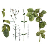 Iron Orchid Designs IOD Flora Parisiensis Rub On Transfer, 12” x 16” Pad, 4 Pages