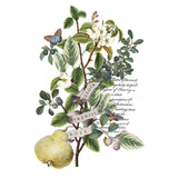 Iron Orchid Designs Clementine Rub On Transfer Pad, 8 Pages, 8” x 12”