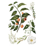 Iron Orchid Designs IOD Sarah Featon’s Botanicals Rub On Transfer Pad 8 Pages 8” x 12”