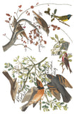 Iron Orchid Designs IOD Winter’s Calling Transfer Pad, 8 Pages 8” x 12” Tree Bird Month