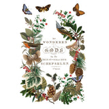 Iron Orchid Designs IOD Winter Botanist Rub On Transfer Pad, 8 Pages, 8” x 12”