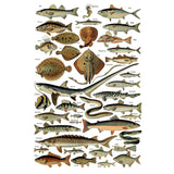 Iron Orchid Designs IOD Millot’s Pages Rub On Transfer Pad 8 Pages, 12” x 16”