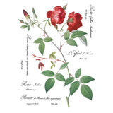 Iron Orchid Designs IOD Redoute II Rub On Transfer, 8 Page Pad, 12” x 16”