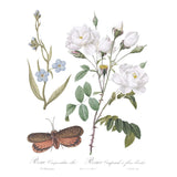 Iron Orchid Designs IOD Brocante Rub On Transfer Pad 8 Pages, 12” x 16”