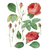 Iron Orchid Designs IOD Redoute II Rub On Transfer, 8 Page Pad, 12” x 16”