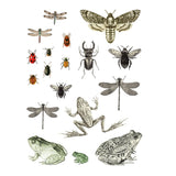 Iron Orchid Designs IOD Entomology Etcetera Rub On Transfer 4 Pages, 12” x 16”