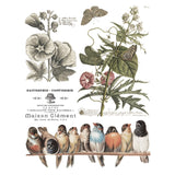 Iron Orchid Designs IOD Brocante Rub On Transfer Pad 8 Pages, 12” x 16”