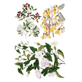 Iron Orchid Designs IOD Sarah Featon’s Botanicals Rub On Transfer Pad 8 Pages 8” x 12”