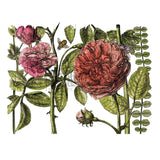 Iron Orchid Designs IOD Botanists Journal, Rub On Transfer Pad, 4 Pages, 16” x 12”