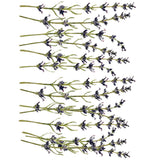 Iron Orchid Designs Painterly Florals Rub On Transfer Pad, 8 Pages, 12” x 16”