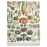 Iron Orchid Designs IOD Millot’s Pages Rub On Transfer Pad 8 Pages, 12” x 16”