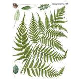Iron Orchid Designs IOD Fronds Botanical Rub On Transfer Pad 16” x 12”, 4 Pages