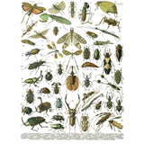 Iron Orchid Designs IOD Millot’s Pages Rub On Transfer Pad 8 Pages, 12” x 16”