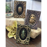 Iron Orchid Designs IOD Specimens Mould 6” x 10” Insect Beetle Mold New