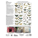 Iron Orchid Designs IOD Entomology Etcetera Rub On Transfer 4 Pages, 12” x 16”