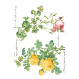 Iron Orchid Designs Rose Botanical Rub On Transfer, 8 Page Pad, 12” x 16”