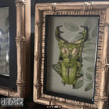 Iron Orchid Designs IOD Specimens Mould 6” x 10” Insect Beetle Mold New