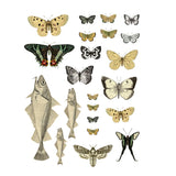 Iron Orchid Designs IOD Entomology Etcetera Rub On Transfer 4 Pages, 12” x 16”