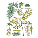 Iron Orchid Designs IOD Fronds Botanical Rub On Transfer Pad 16” x 12”, 4 Pages