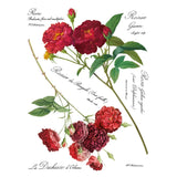 Iron Orchid Designs IOD Redoute II Rub On Transfer, 8 Page Pad, 12” x 16”