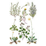 Iron Orchid Designs IOD Sarah Featon’s Botanicals Rub On Transfer Pad 8 Pages 8” x 12”