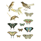 Iron Orchid Designs IOD Entomology Etcetera Rub On Transfer 4 Pages, 12” x 16”