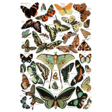 Iron Orchid Designs IOD Millot’s Pages Rub On Transfer Pad 8 Pages, 12” x 16”