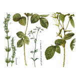 Iron Orchid Designs IOD Flora Parisiensis Rub On Transfer, 12” x 16” Pad, 4 Pages