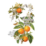 Iron Orchid Designs Clementine Rub On Transfer Pad, 8 Pages, 8” x 12”