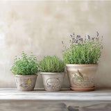 Iron Orchid Designs IOD By Any Other Name™ Rub On Transfer Pad 8 Pages, 8” x 12” Roses Butterflies