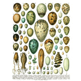 Iron Orchid Designs IOD Millot’s Pages Rub On Transfer Pad 8 Pages, 12” x 16”